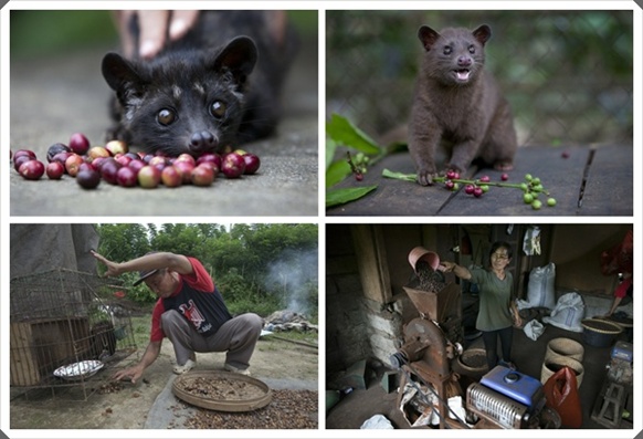 kopi-luwak kopi-luwak